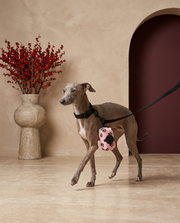 Italian Greyhound with the Iggy Grey poop bag holder leash attachment