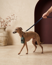 Italian Greyhound with the Iggy Grey poop bag holder leash attachment