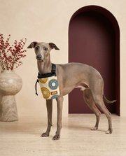 Italian Greyhound wearing the Iggy Grey treat pouch training bag
