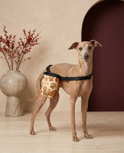 Italian Greyhound wearing the Iggy Grey treat pouch training bag
