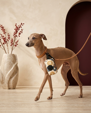 Italian Greyhound with the Iggy Grey poop bag holder leash attachment