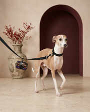 Italian Greyhound with the Iggy Grey poop bag holder leash attachment