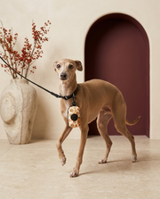 Italian Greyhound with the Iggy Grey poop bag holder leash attachment