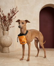 Italian Greyhound wearing the Iggy Grey treat pouch training bag