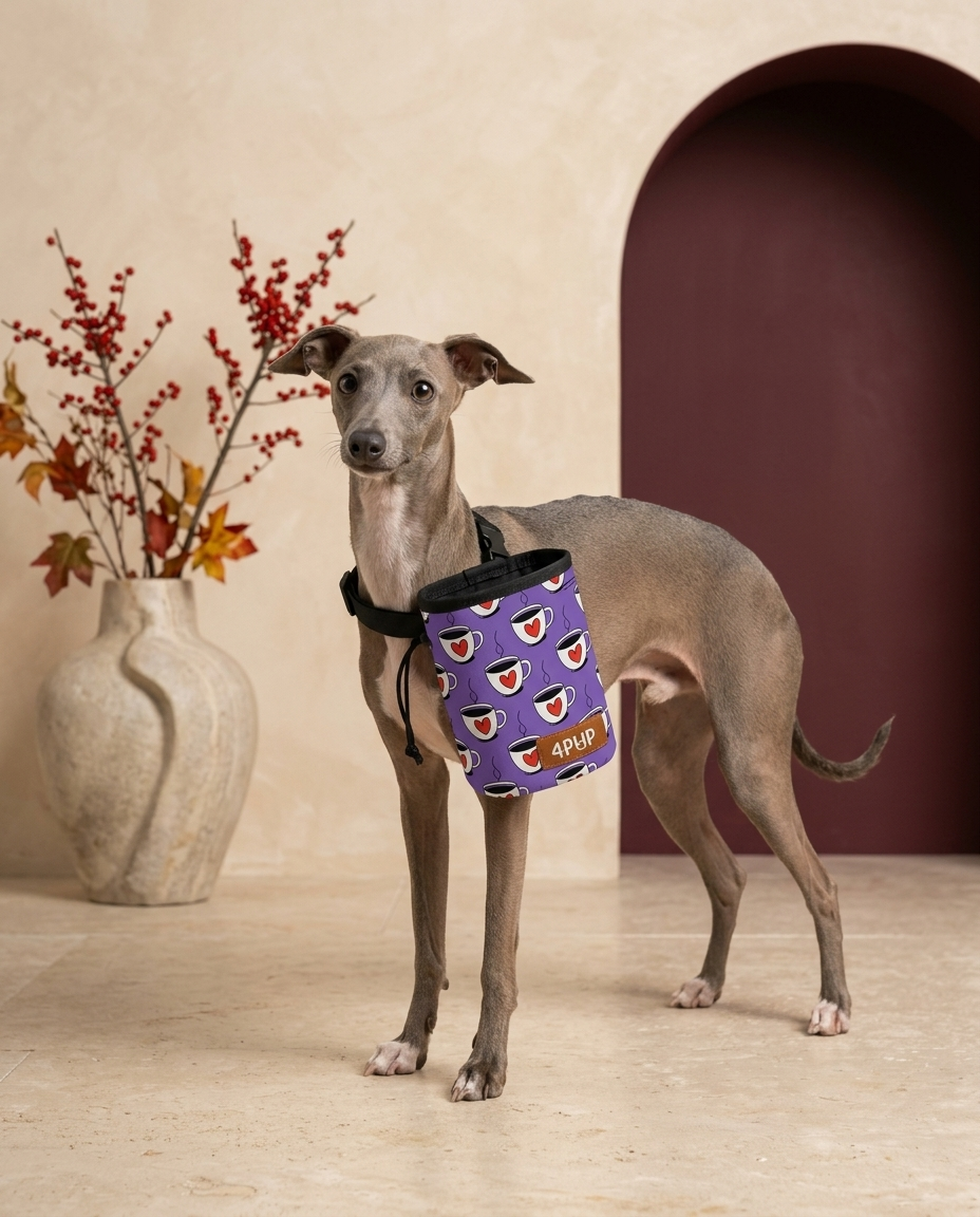 Italian Greyhound wearing the Iggy Grey treat pouch training bag