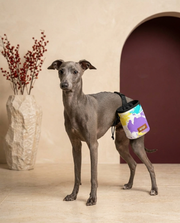 Italian Greyhound wearing the Iggy Grey treat pouch training bag