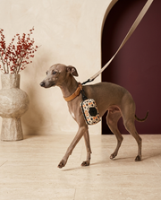 Italian Greyhound with the Iggy Grey poop bag holder leash attachment