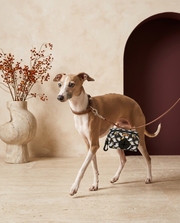 Italian Greyhound with the Iggy Grey poop bag holder leash attachment