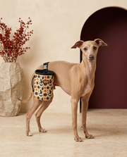 Italian Greyhound wearing the Iggy Grey treat pouch training bag