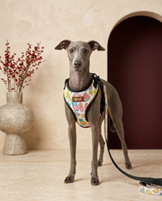 Italian Greyhound wearing the Iggy Grey no-pull harness and leash set