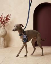 Italian Greyhound with the Iggy Grey poop bag holder leash attachment