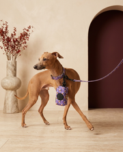 Italian Greyhound with the Iggy Grey poop bag holder leash attachment