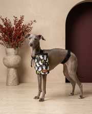 Italian Greyhound wearing the Iggy Grey treat pouch training bag