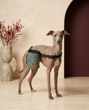 Italian Greyhound wearing the Iggy Grey treat pouch training bag