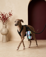 Italian Greyhound with the Iggy Grey poop bag holder leash attachment