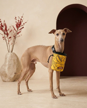 Italian Greyhound wearing the Iggy Grey treat pouch training bag