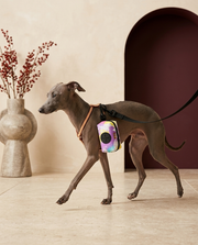 Italian Greyhound with the Iggy Grey poop bag holder leash attachment