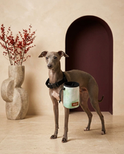Italian Greyhound wearing the Iggy Grey treat pouch training bag