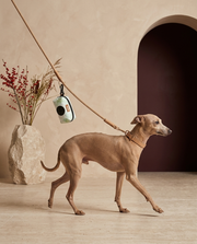Italian Greyhound with the Iggy Grey poop bag holder leash attachment