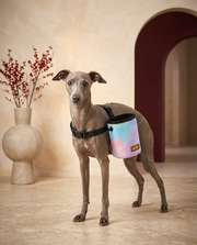 Italian Greyhound wearing the Iggy Grey treat pouch training bag