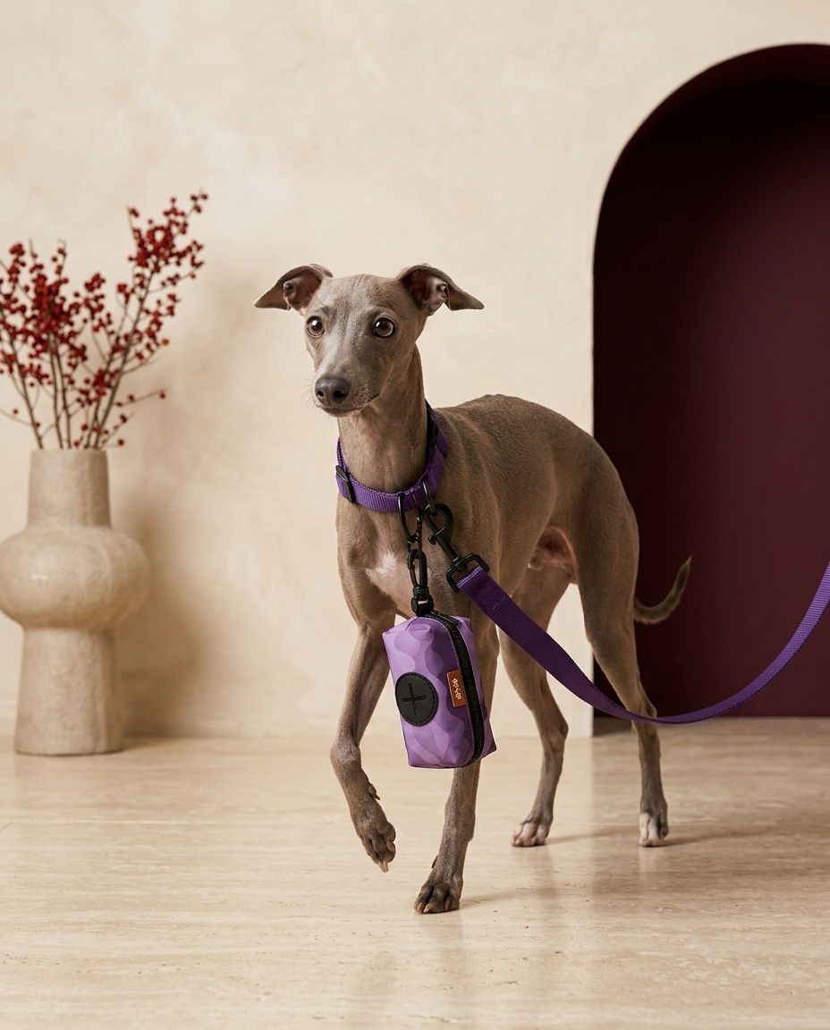 Italian Greyhound with the Iggy Grey poop bag holder leash attachment