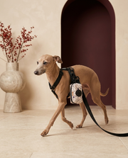Italian Greyhound with the Iggy Grey poop bag holder leash attachment