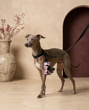 Italian Greyhound with the Iggy Grey poop bag holder leash attachment