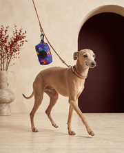 Italian Greyhound with the Iggy Grey poop bag holder leash attachment