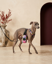 Italian Greyhound with the Iggy Grey poop bag holder leash attachment