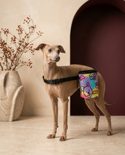Italian Greyhound wearing the Iggy Grey treat pouch training bag