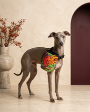 Italian Greyhound wearing the Iggy Grey treat pouch training bag