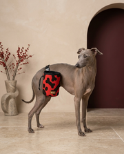 Italian Greyhound wearing the Iggy Grey treat pouch training bag