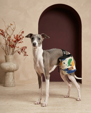 Italian Greyhound wearing the Iggy Grey treat pouch training bag