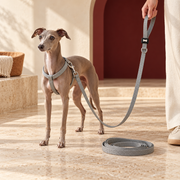 Gray Long Dog Training Leash — Gray Italian Greyhound lifestyle