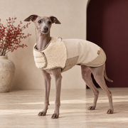 Italian Greyhound wearing the sherpa collar canvas dog vest in Beige
