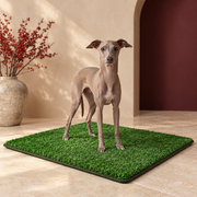 Italian Greyhound using the artificial grass dog potty mat