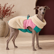 Italian Greyhound wearing the colour panel sherpa dog jacket in Beige