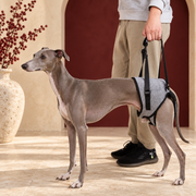 Adjustable Iggy Lift Harness for Rear-Leg Support – Italian Greyhound in the Iggy Grey interior