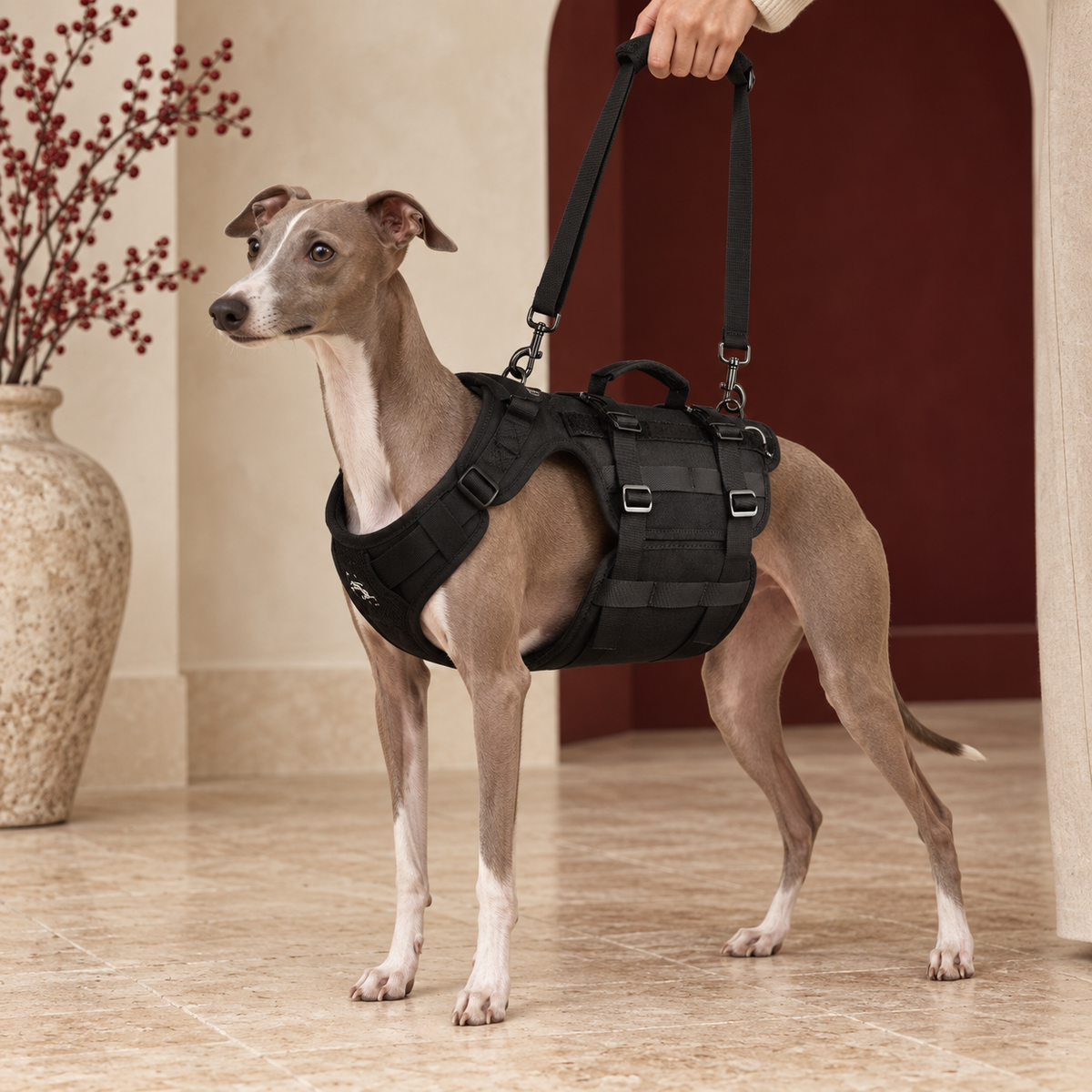 Italian Greyhound wearing the black support walking harness in a warm interior