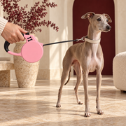 Italian Greyhound on the pink retractable dog leash in a warm interior