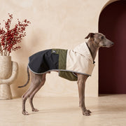 Blue Italian Greyhound wearing the BarkBloc waterproof jacket in the Iggy Grey living room