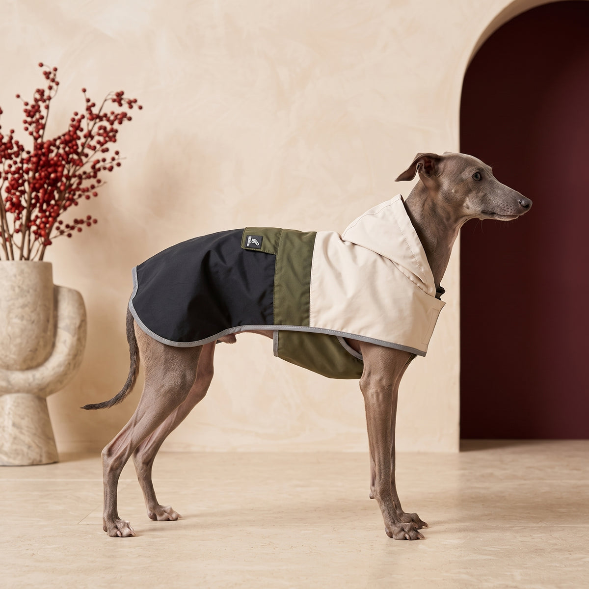 Blue Italian Greyhound wearing the BarkBloc waterproof jacket in the Iggy Grey living room