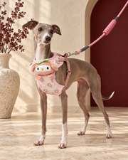 Italian Greyhound wearing the pink cartoon harness and leash