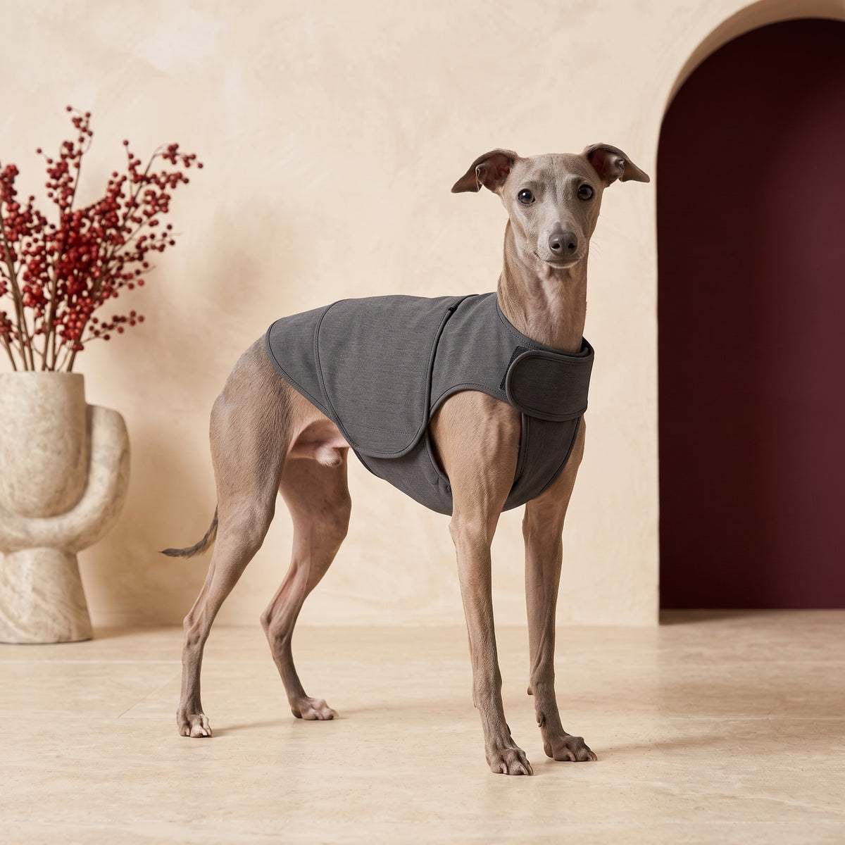 Iggy Anxiety Vest for Calming Support and Comfort – Italian Greyhound in the Iggy Grey interior