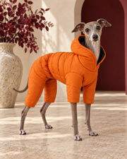 Italian Greyhound wearing the orange four-leg winter coat