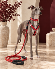 Italian Greyhound wearing the red harness, collar and leash set