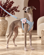 Italian Greyhound wearing the powder-blue flower harness and leash