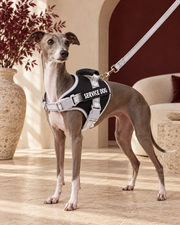 Italian Greyhound wearing the black and white service-dog harness and leash