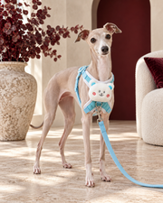 Italian Greyhound wearing the pale-blue bear harness and leash