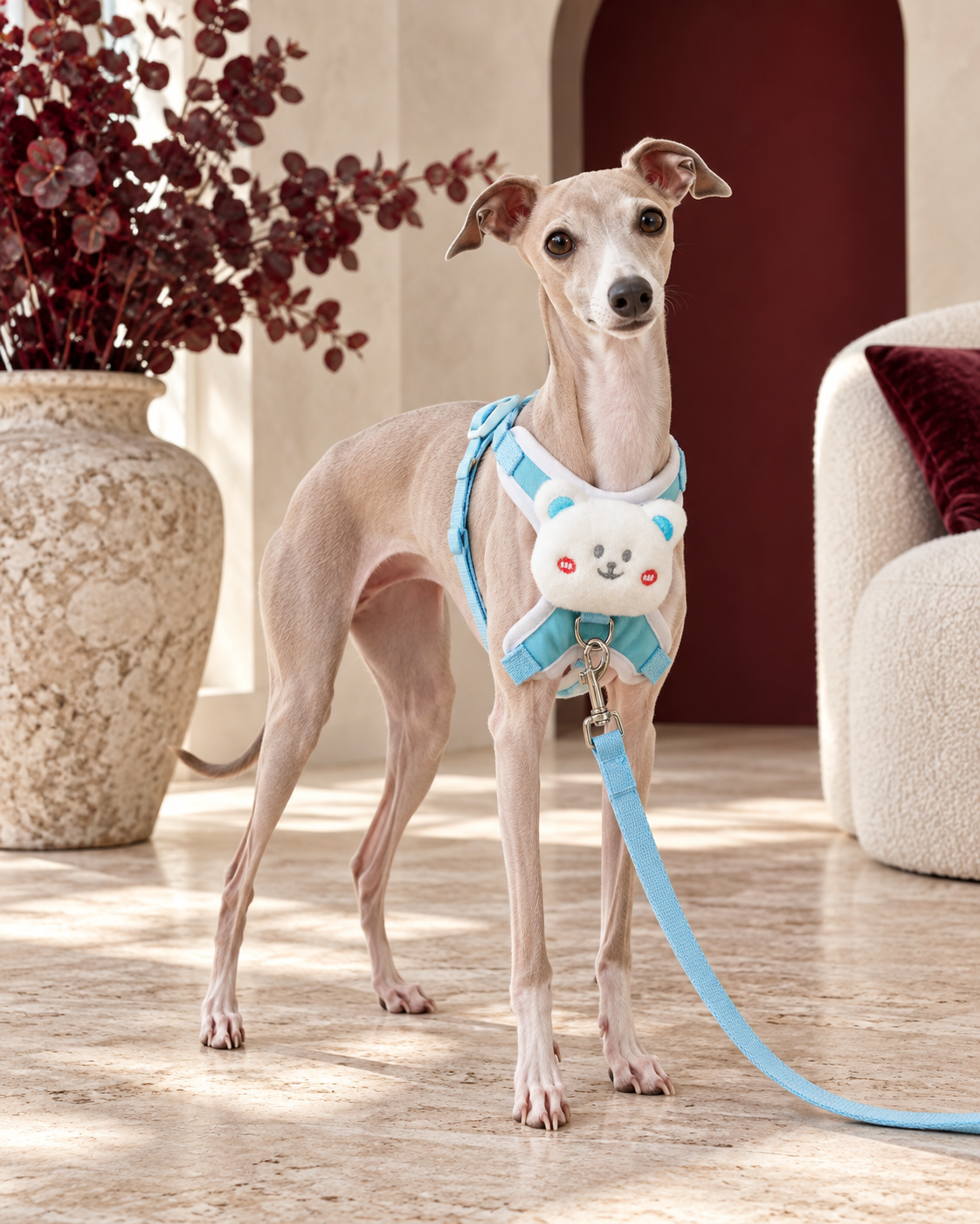 Italian Greyhound wearing the pale-blue bear harness and leash